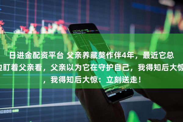 日进金配资平台 父亲养藏獒作伴4年，最近它总是半夜蹲床边盯着父亲看，父亲以为它在守护自己，我得知后大惊：立刻送走！